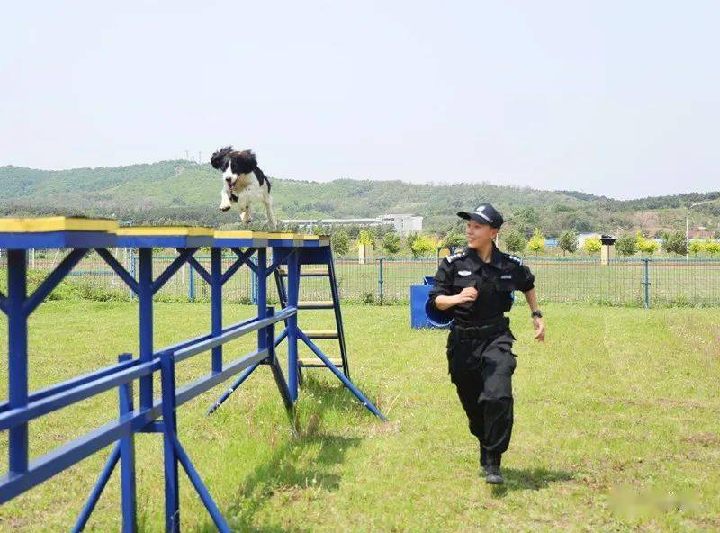 警花小姐姐变身警犬训导员 一人一犬上演"青春警色"