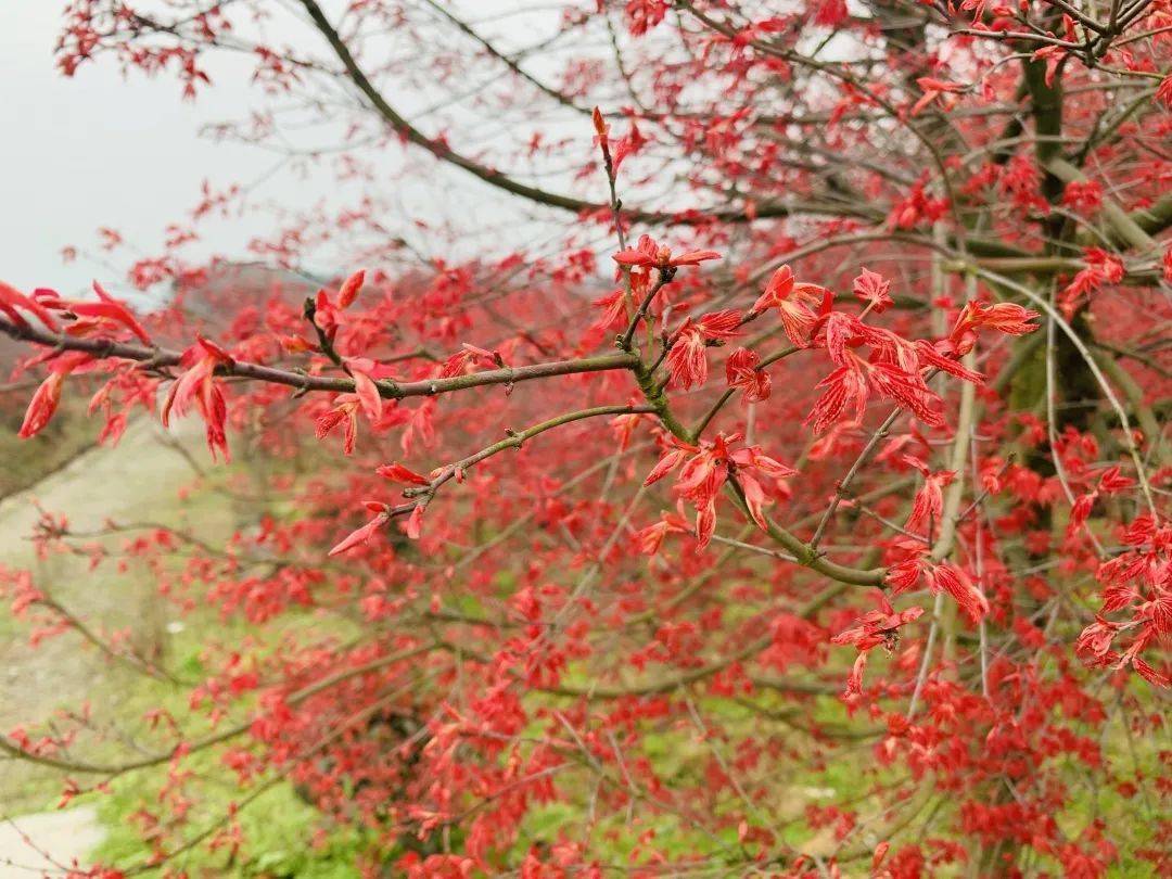 花漾巴南安澜这片免费的红枫红了建议大家错峰出行