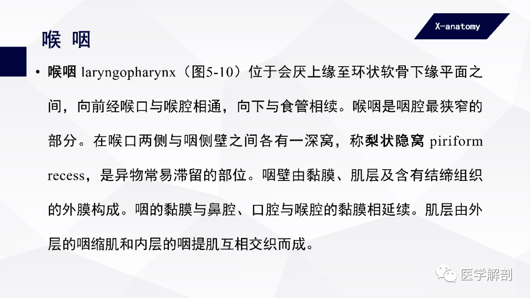 咽顶和咽后壁的黏膜内富有淋巴组织,称咽扁桃体 pharyngeal tonsil