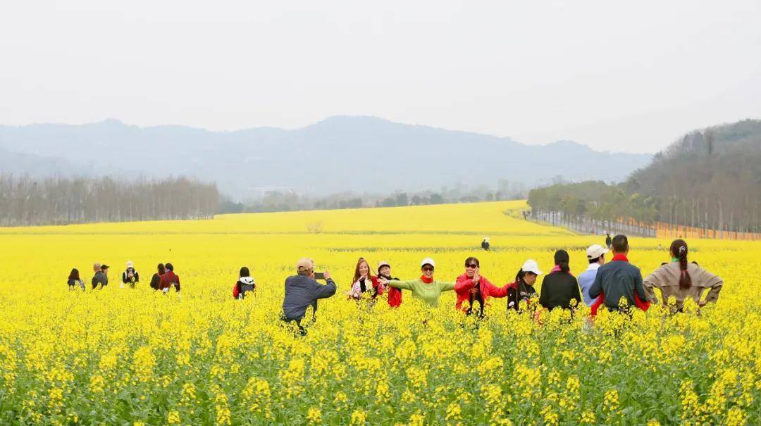 广阳岛春天的仪式感油菜花