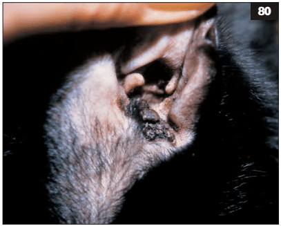 80耳螨感染的耳分泌物典型表现是深色,干燥和易碎.