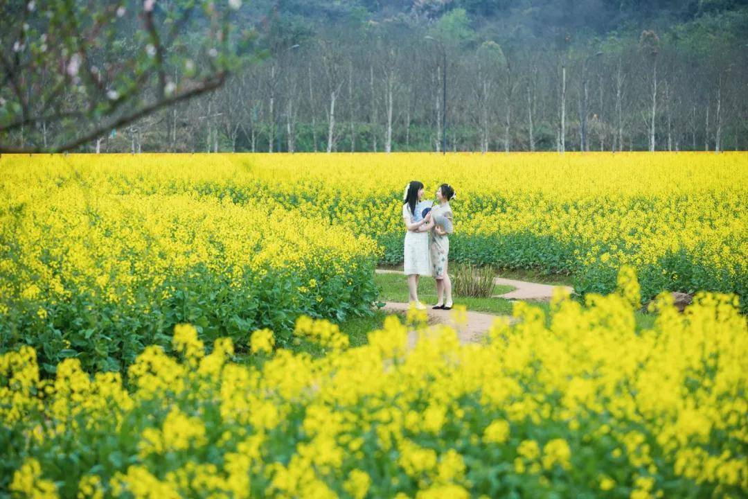 南岸区迎龙镇北斗村农民管乐队正在广阳岛油菜花海中