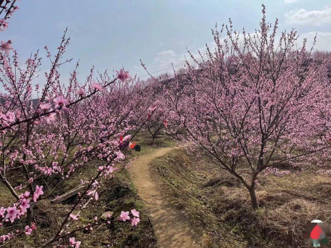 沿着山路一路蜿蜒而上,四周青山环绕,桃花依着山坡而开,到了山顶俯瞰