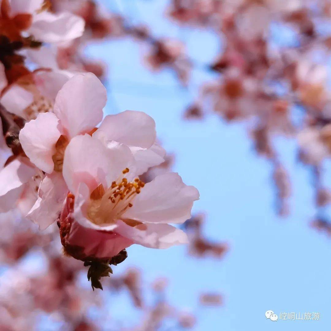 崆峒山的花花花花花花花花,开了!