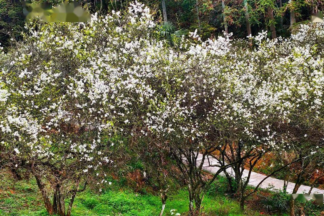 二十四节气◇仲春月,燕归来,枳壳花里寻春色