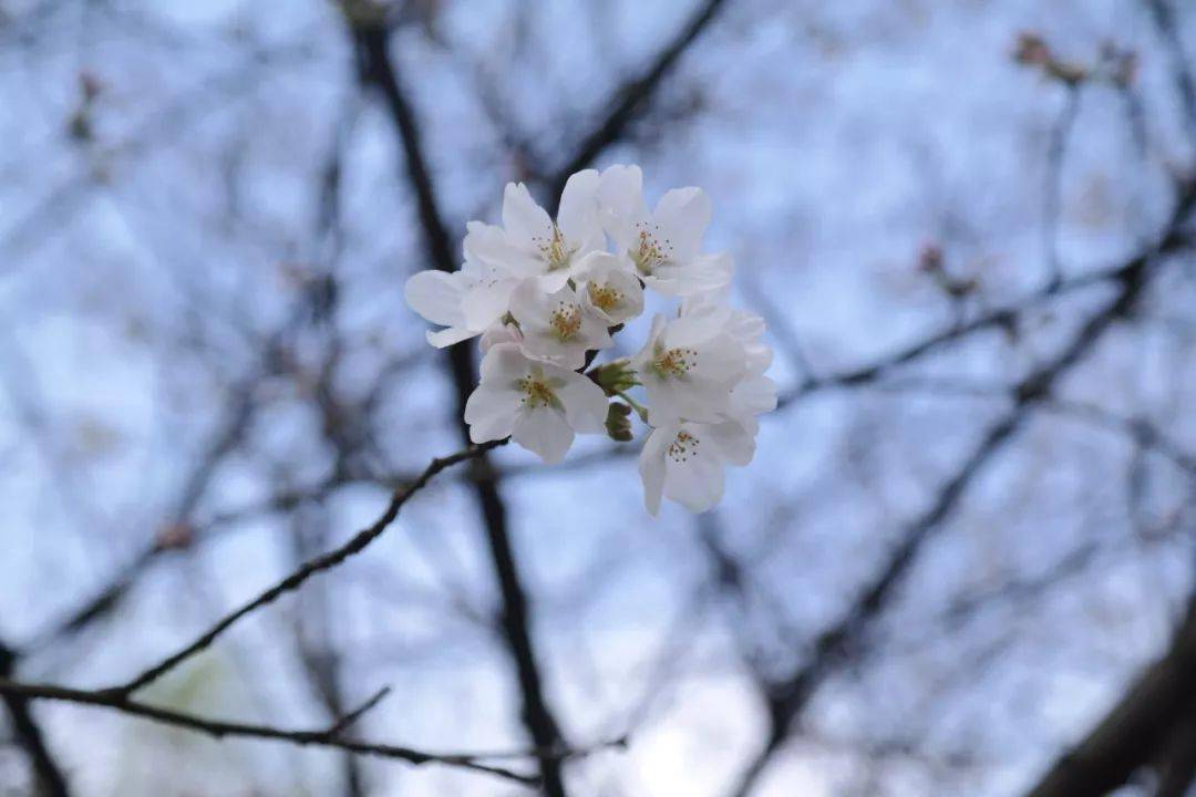 get这几个小知识,教你区分梅花,桃花,樱花,杏花,梨花