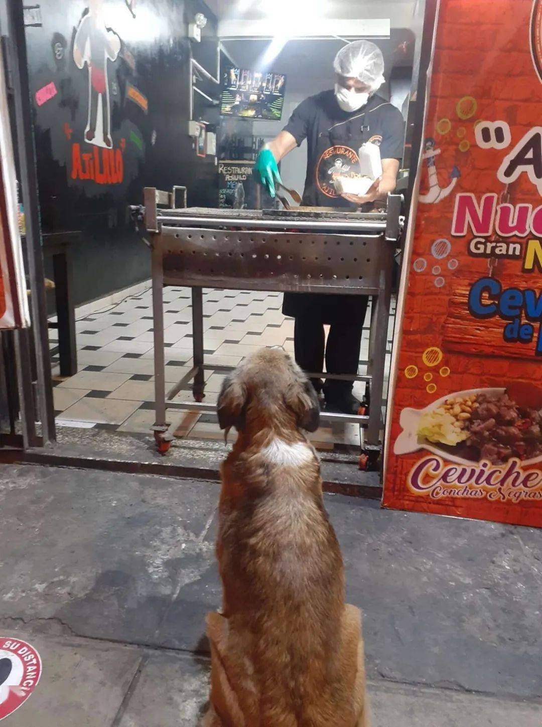 流浪狗站在烤肉店门外讨食,老板看到后做了这样一件事……被网友赞爆!