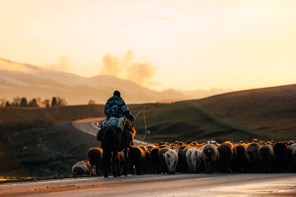 新疆伊犁河谷哈萨克族牧民开启春季转场季 记者体验感受新疆传统畜牧
