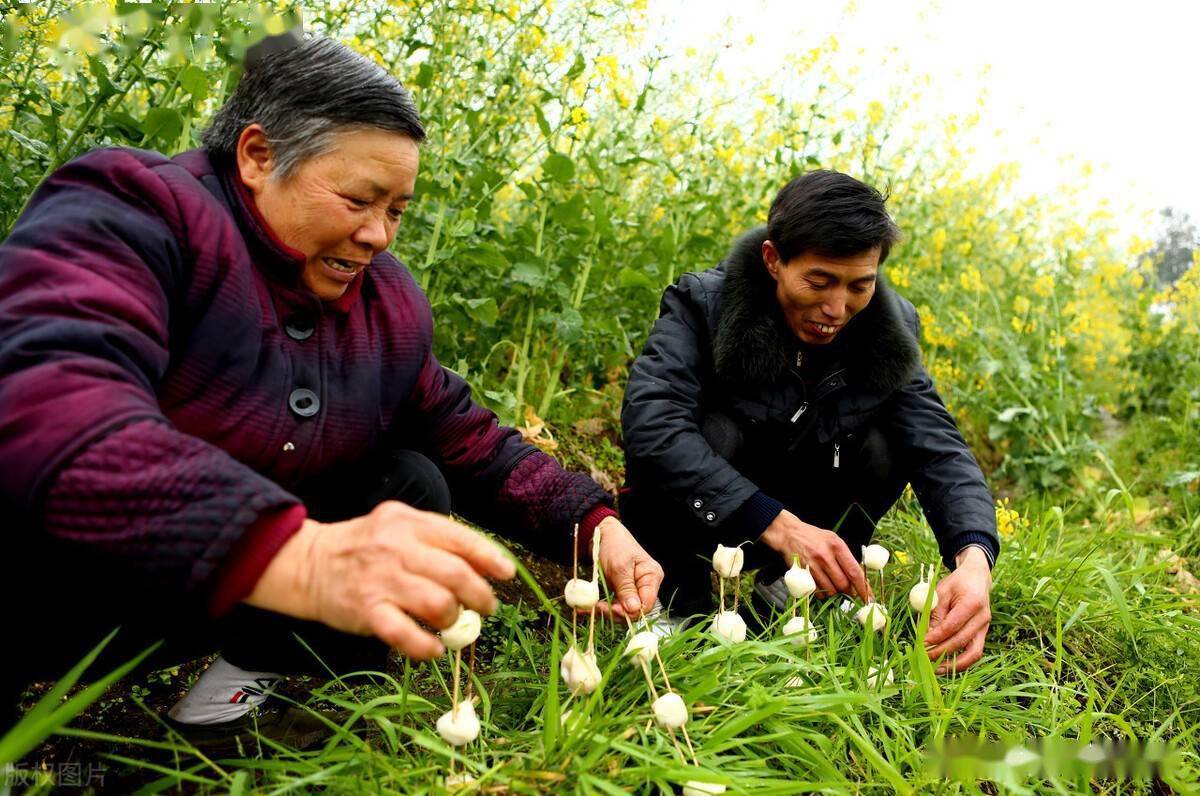 3.粘雀子嘴