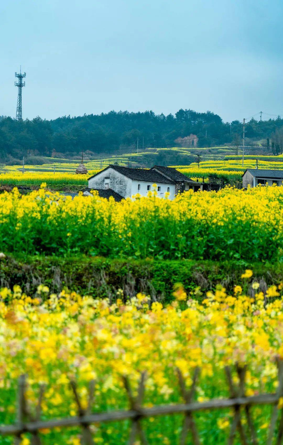 春游江淮邀您来央视新闻聚焦绩溪家朋油菜花油菜花开迎春来山村走出