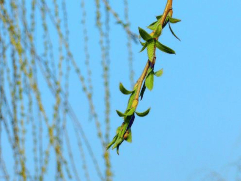 10种常见野菜图集,趁着鲜嫩赶紧尝尝,下个月就"老了"