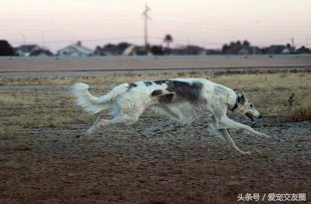 具有高贵气质动作姿态优美的俄罗斯猎狼犬