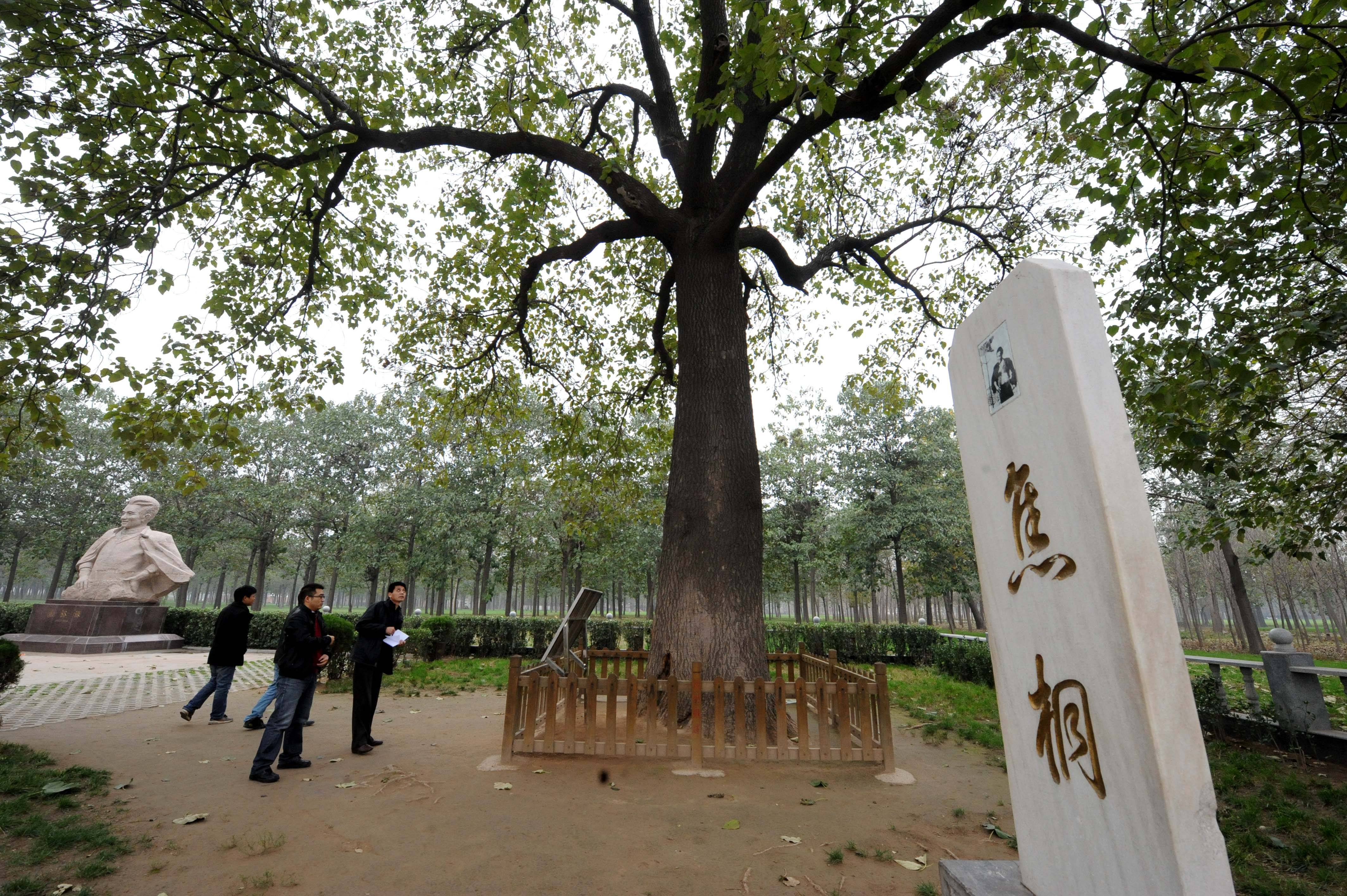游客在兰考县"焦桐"纪念地参观(2011年11月7日摄).
