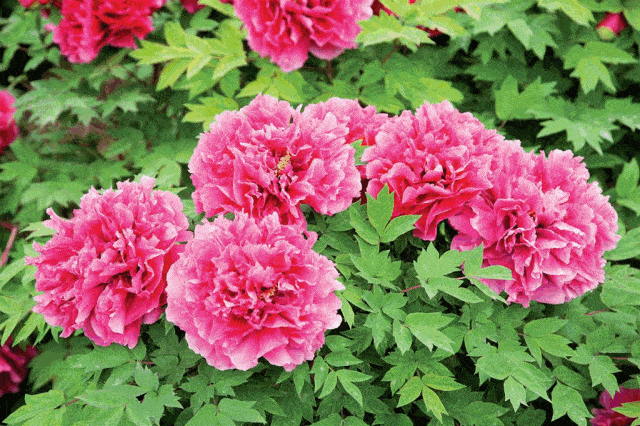 郁金香,玉兰,樱花,桃花,牡丹…不用出西安,这处花海就