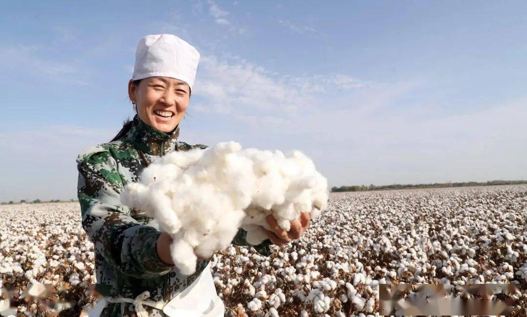 红枣成为新疆南部民众致富新途径