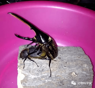 在经过两个月的漫长等待后,长戟大兜虫的蛹会羽化为成虫,这正是养虫