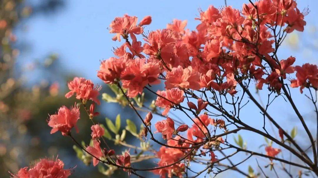 迎来了最美赏花期这里的野生杜鹃花进入三月下旬绵延至山巅与绿树相配