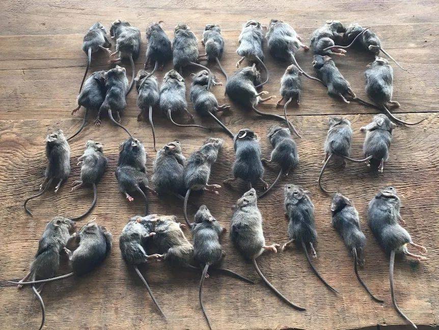 图片慎看一晚上183只老鼠肆虐新州昆州的鼠灾即将蔓延到维州