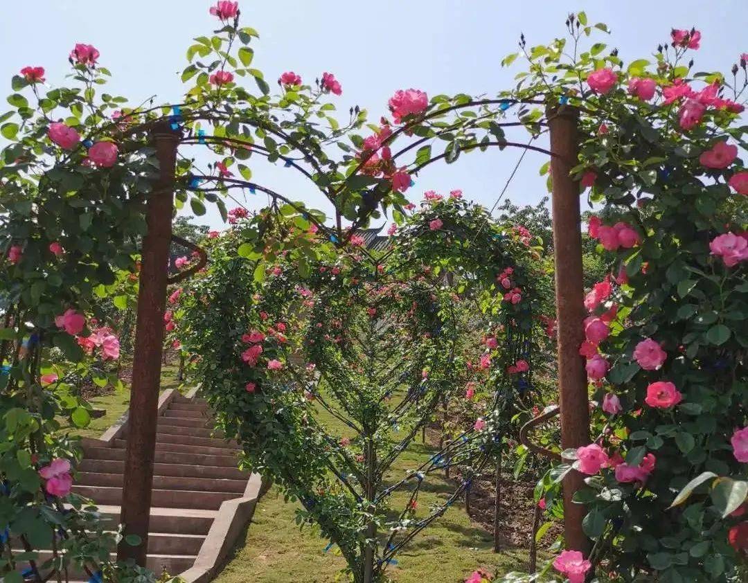 合川水韵乡间月季花海旅游节!4月9日盛大开幕!门票无限送!