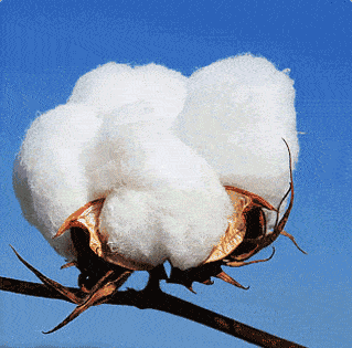 【重点关注】我们支持新疆棉花