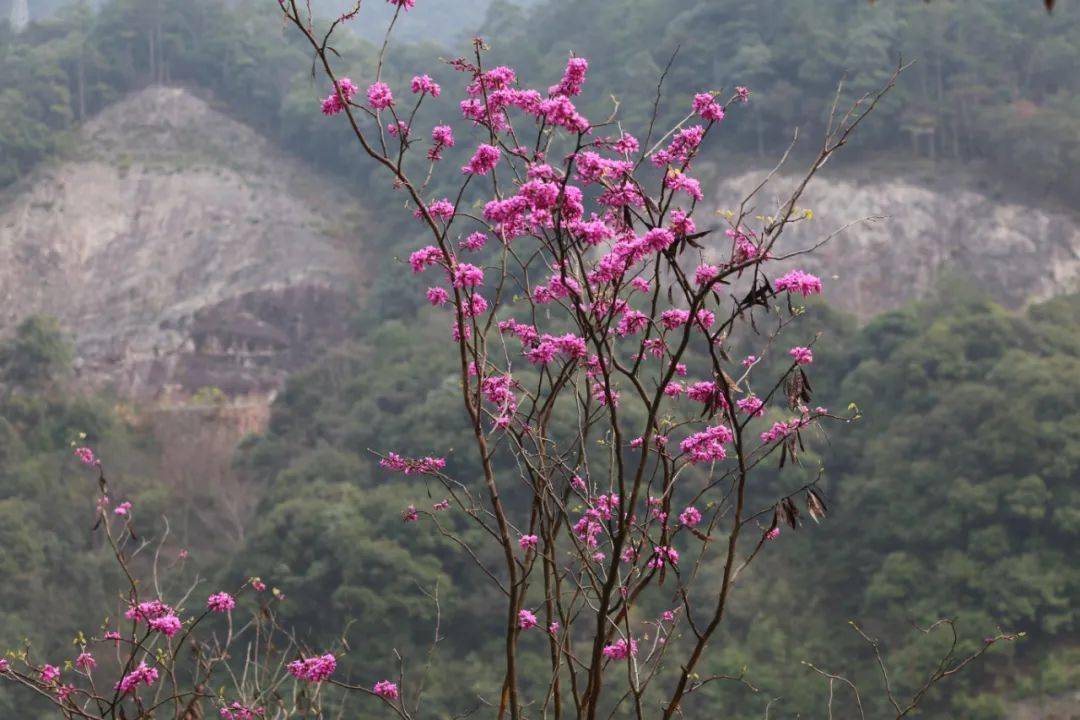 春游踏青赏花哪里去庆元山花等着你