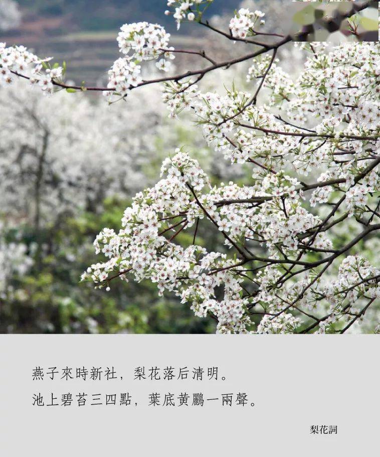 王雱说: "海棠未雨,梨花先雪,一半春休.