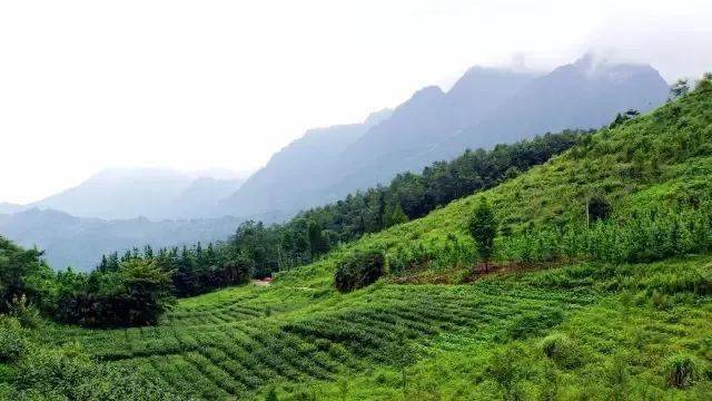 茶香悠悠来大邑品尝春日的鲜活滋味