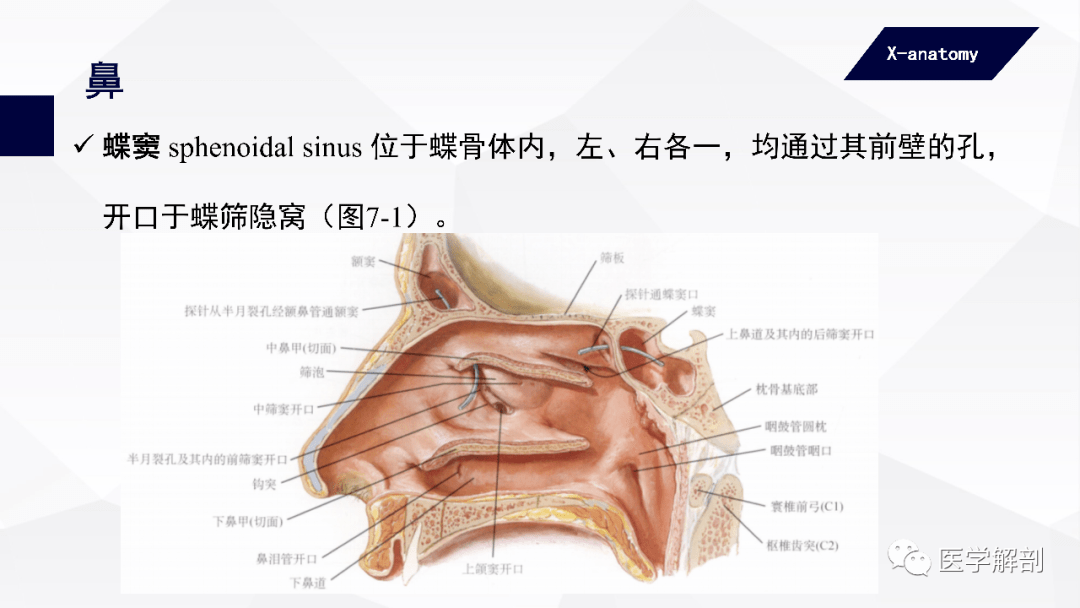 人体解剖学呼吸器鼻