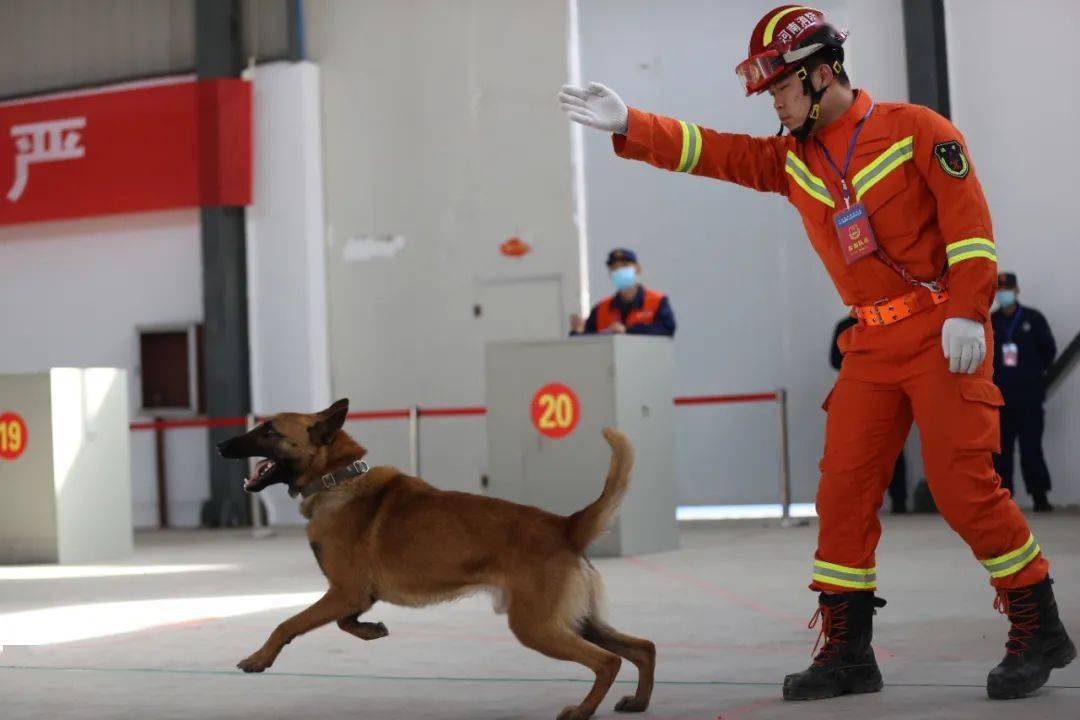 全省第五届搜救犬技术比武竞赛大片出炉!_训练