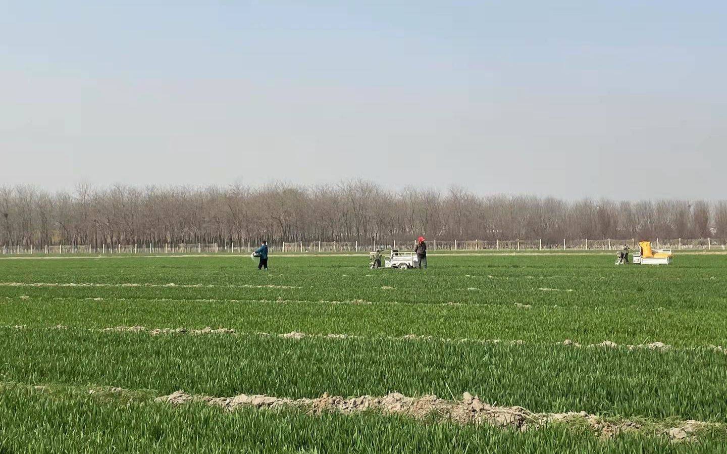 今春北京小麦田间管理进行时防控杂草是重头戏