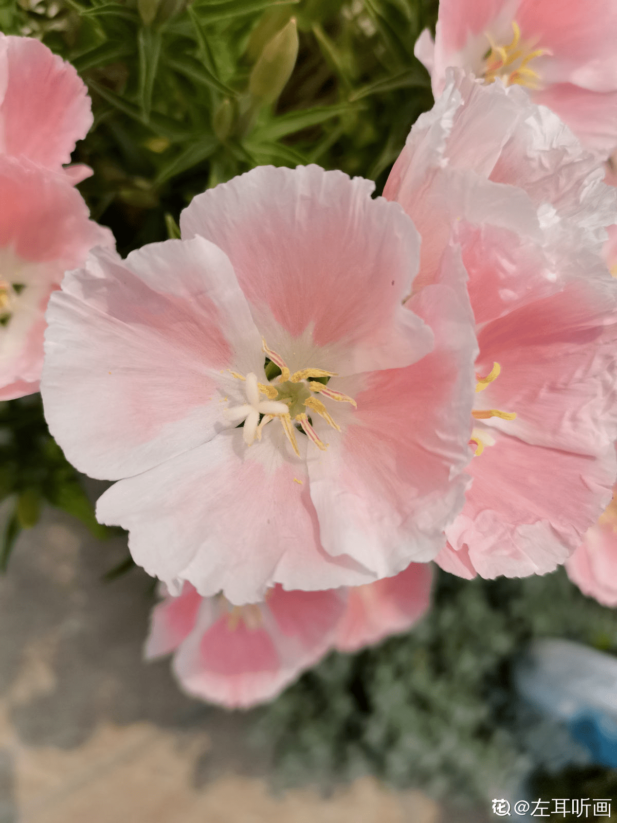 1种花名叫"古代稀,撒把种子就开花,越养越上瘾