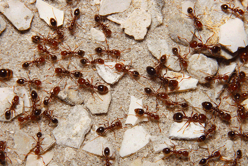 长有翅膀的红火蚁蚁后 还可以飞到1千多米远的地方 "另坡炉灶".