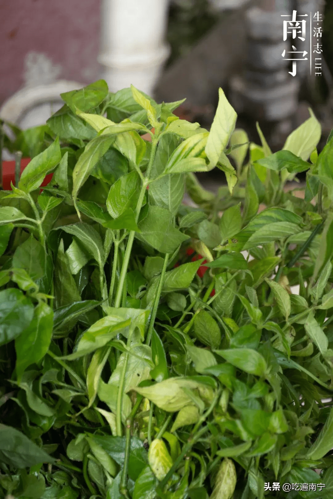 红蓝草,枫叶,黄花(密蒙花)与紫番藤