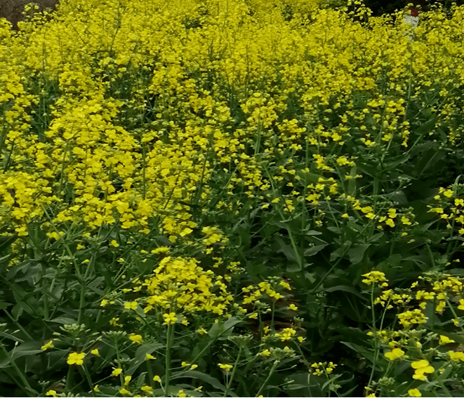 油菜花 文:梅艳_散文诗