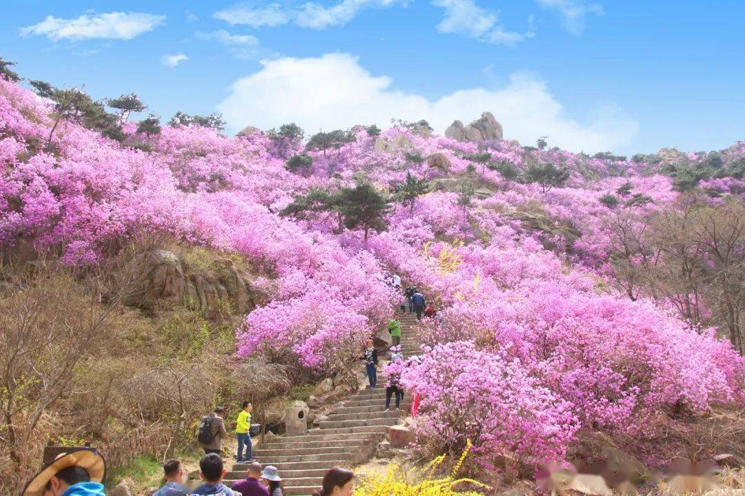 多次上榜央视的青岛大珠山迎来盛花期!清明赏花攻略来啦!