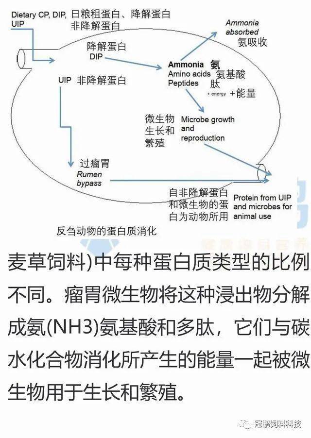 技术理解反刍动物消化系统22