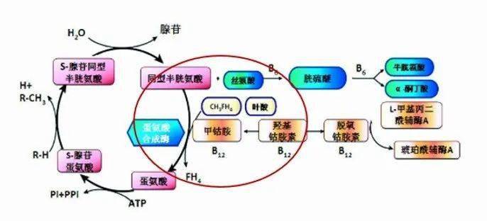 降低培美曲塞毒性叶酸片选04mg还是5mg