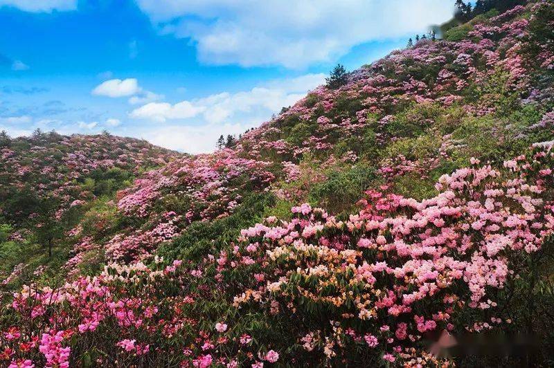 最美的四月来了井冈山上的杜鹃花开成海