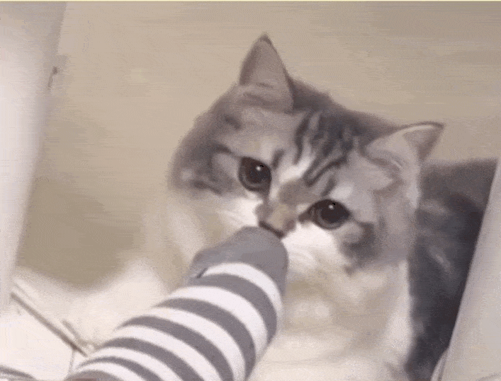 养猫还不能嗦螺蛳粉了?猫:再嗦就yue给你看!_猫咪