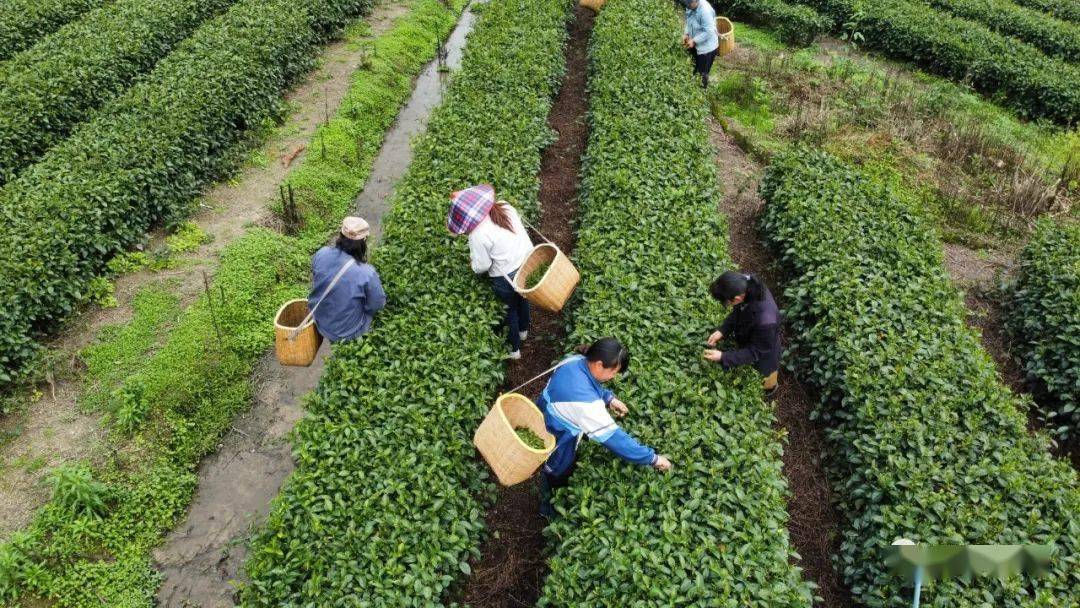 华瑶茶叶种植基地进入采摘期