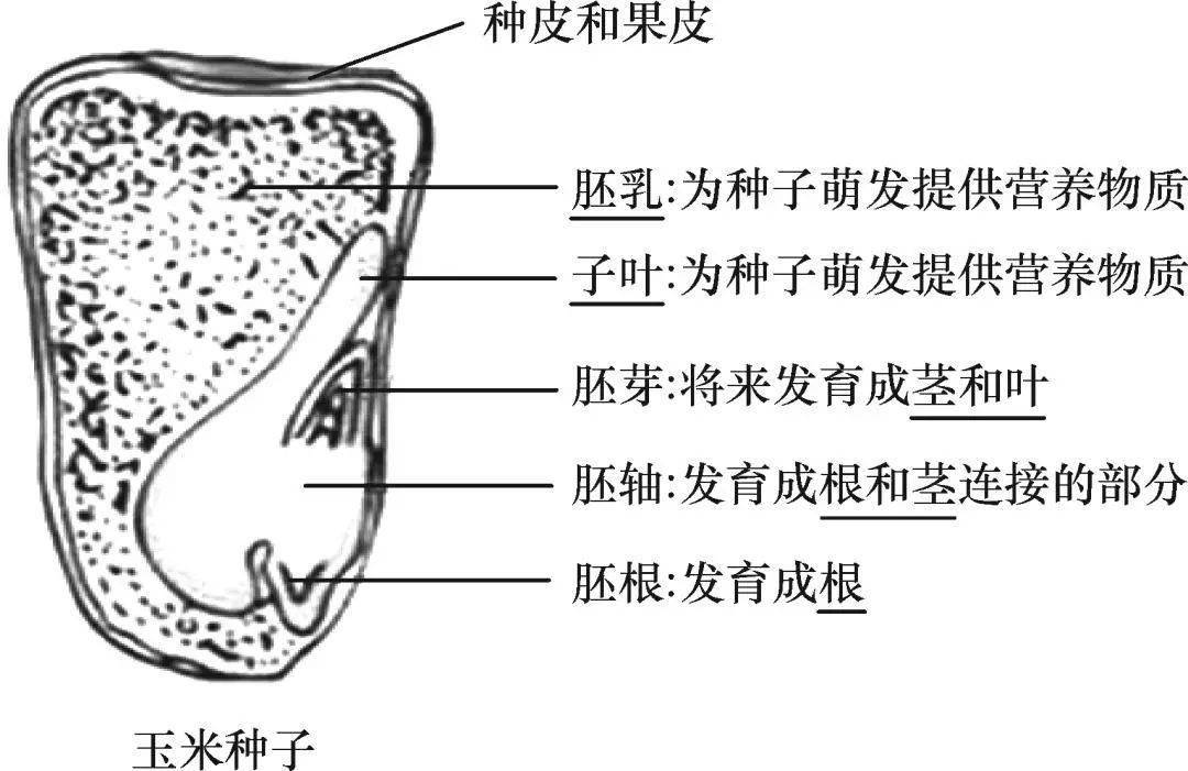 子叶两片. 玉米种子 有胚乳,营养物质贮藏在胚乳里.子叶一片.