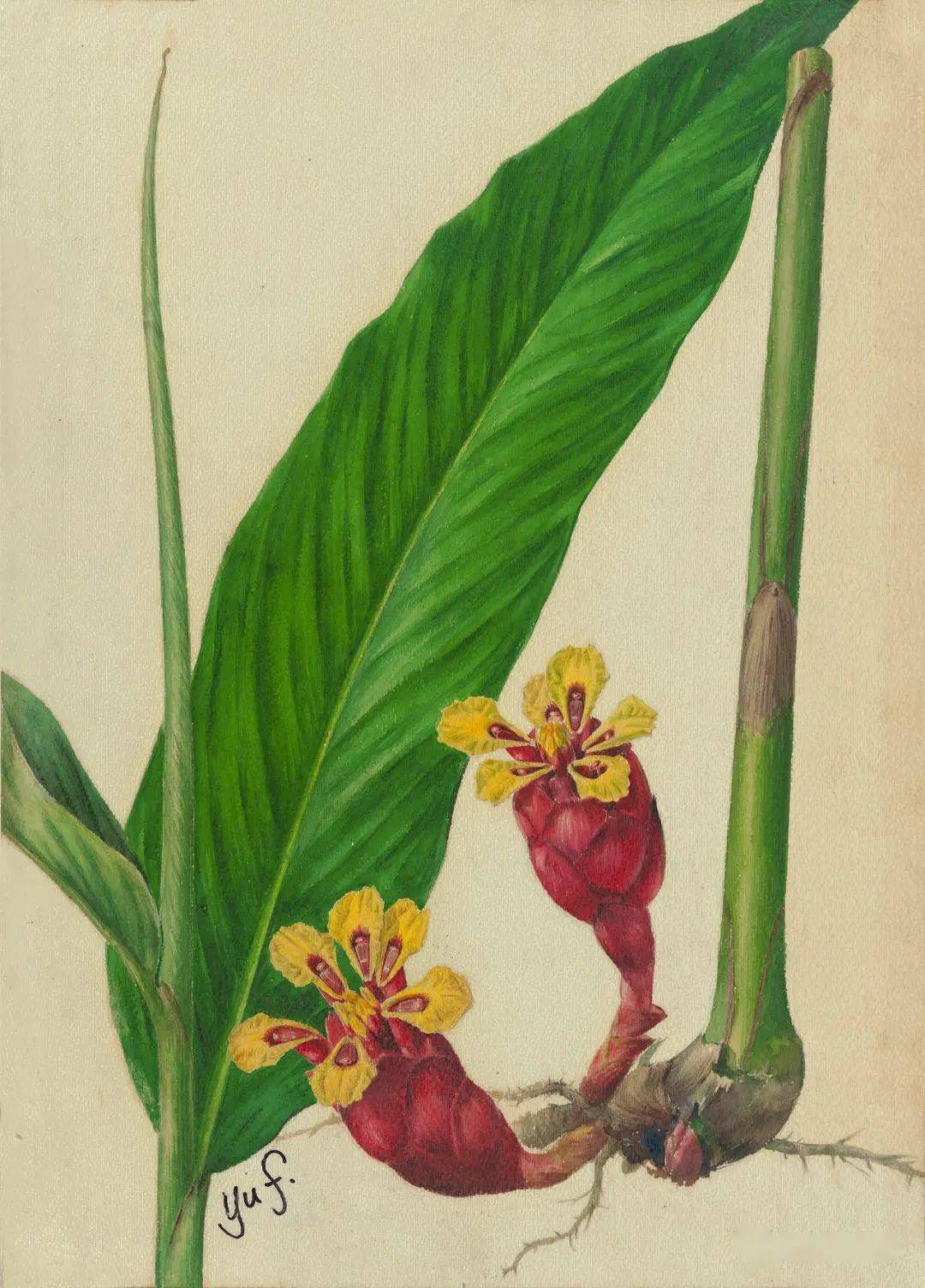 为植物画肖像的人