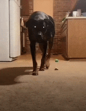 每天鬼鬼祟祟在铲屎官身后,小心翼翼地靠近… 这也就是在铲屎官有所