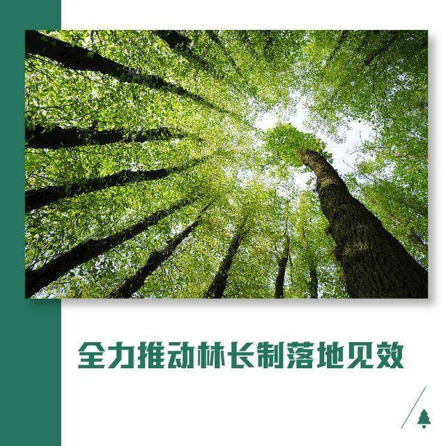 各地深入贯彻中办,国办《关于全面推行林长制的意见,积极推动林长制