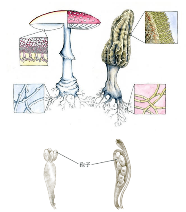 左下:一个担子上担着4个孢子;右下:一个子囊口袋中装着多个孢子.