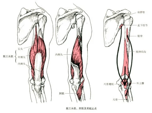最全的肌肉起,止点 图解