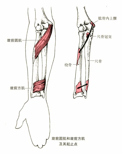 尺侧腕伸肌