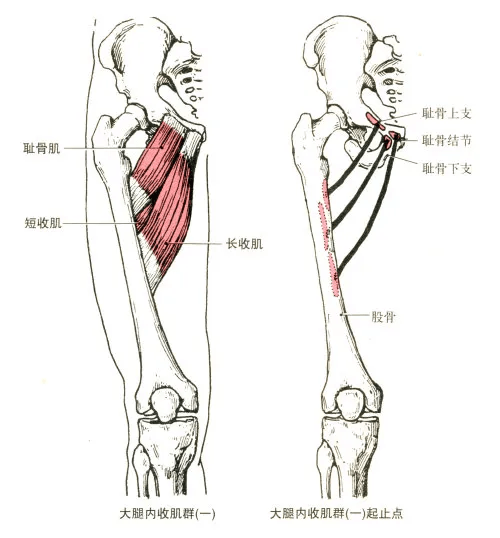 大收肌部位:大腿内侧深层.起点:坐骨结节,坐骨支和耻骨下支.