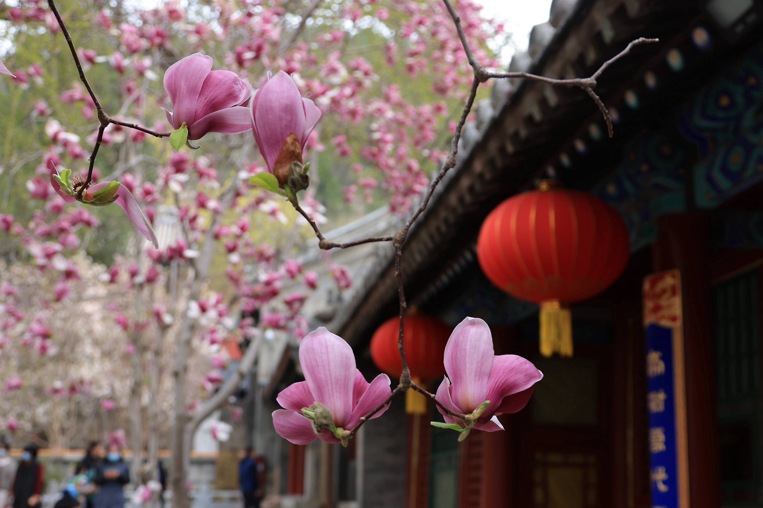 4月10日在北京潭柘寺拍摄的盛开的玉兰花. 新华社发(李学忠 摄)