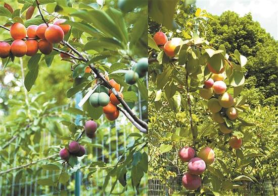 一棵能结出40种水果的超级果树